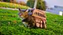 Literal Catbus.jpg