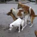 doggystyle.png