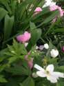 Peony and mayflower.png