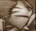 whiskers.png