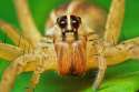 spider lol.jpg
