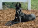 great_dane_black_wallpaper.jpg