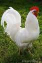 white-cock-1318641.jpg