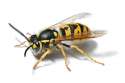 wasp.jpg