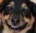 supre HAPPY doggo woof woof haha.png