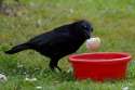 caw,.jpg