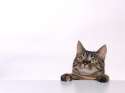 cats_wallpapers_00046.jpg