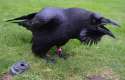 caw..jpg