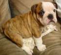English_Bulldog_puppy.jpg