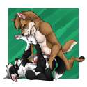 1449270128.patrikthedog_dbordercollie.jpg