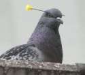 pigeon-petaoffers.jpg