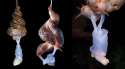wacky-willies-the-strangest-genitals-in-the-animal-kingdom-44189.jpg