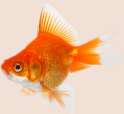 Goldfish.png