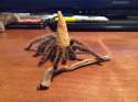 10502215_1087446077947762_2991523646188154684_n.jpg