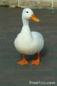 Duck.jpg