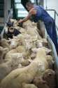 Sheep_WeAnimals-6796.jpg