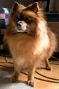 doge.jpg