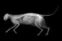 xrayCatFullBody.jpg