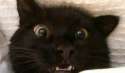 bedsheetscat.jpg