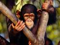 monkey_in_jungle-1600x1200.jpg
