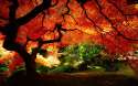 redTree.jpg