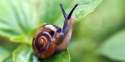 o-SNAIL-facebook.jpg