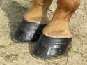 PolishedHooves.jpg