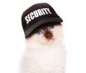 security-kitten.jpg