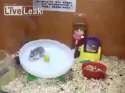 Hamsters.jpg
