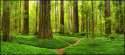 giant_redwoods_in_clover.jpg