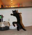 FabCat.jpg