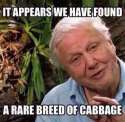 rare breed of cabbage.jpg
