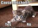 Cause mischief? Yes.jpg