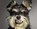 angry dog 2.jpg