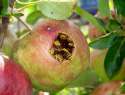 APPLEWASPS.jpg