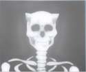 lucyskele.png