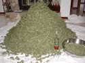 weed-5.png