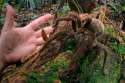 goliath-birdeater2.jpg