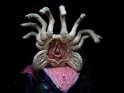 facehugger-leap.png