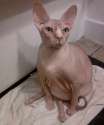 Fat-bald-cat-09-634x760.jpg