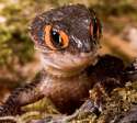 red eyed crocodile skinks are real animals.png