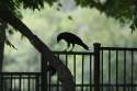 sad-crow.jpg