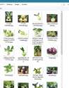 kohlrabi.jpg