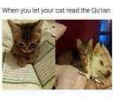 cAT.jpg