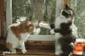 gotcha1.gif