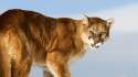 mountain-lion_fe.jpg