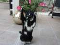 cat-keys134.jpg