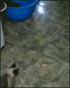 cat-anim-spidercat.gif