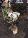 catstroller.jpg