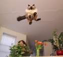 cat air time.jpg